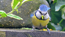 Blaumeise_mit_Futter (07).jpg